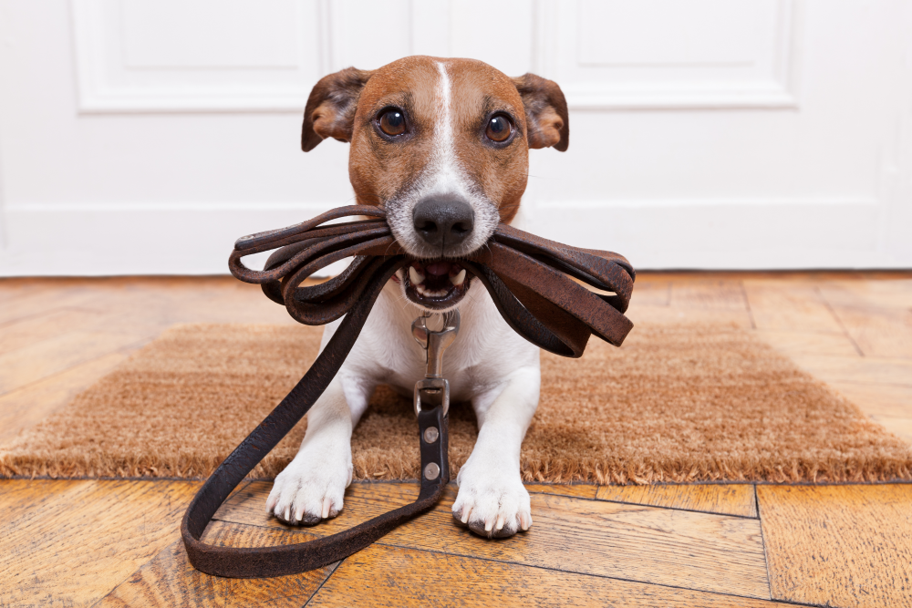 Suchen Sie einen Futterrechner für Hunde? Der Probiotika Hunde Blog