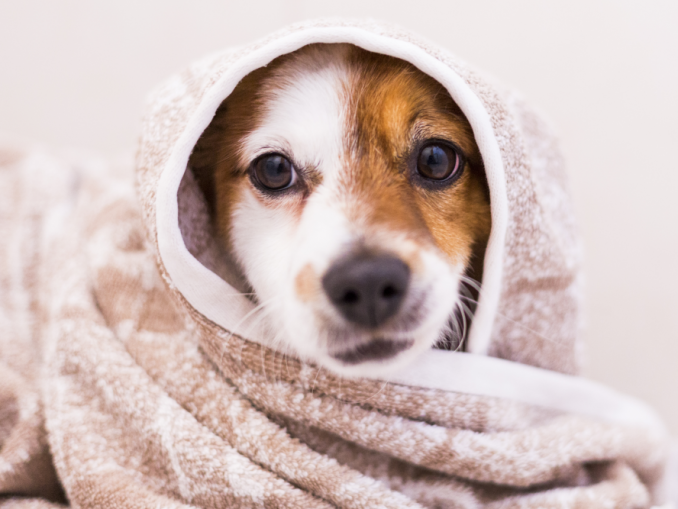 Schwarzkümmel Heilmittel aus dem Orient Zentrum der Gesundheit Der